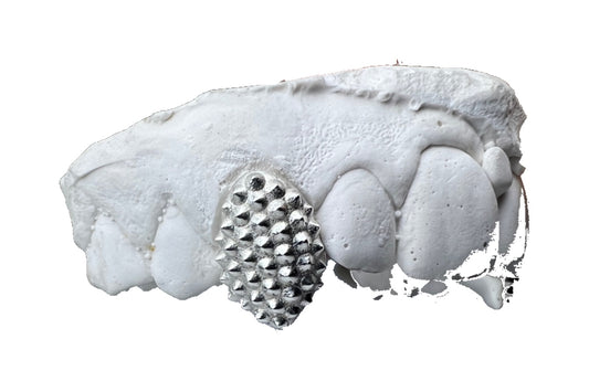 STUDDED FANGS